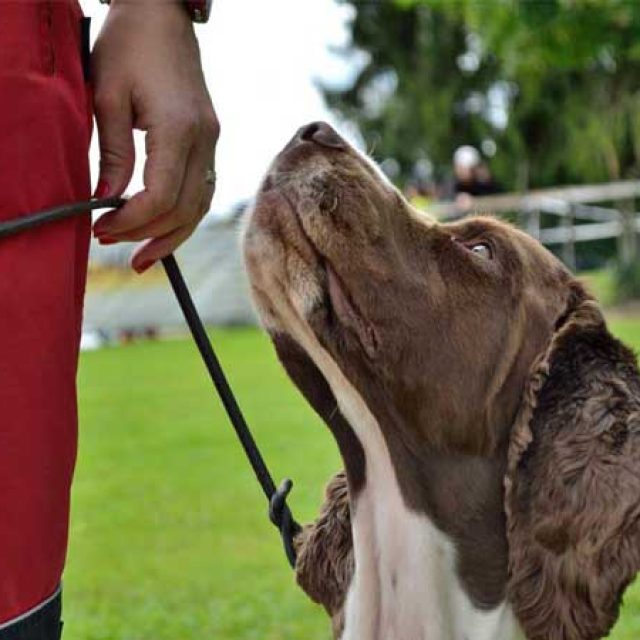 Hundeschulen