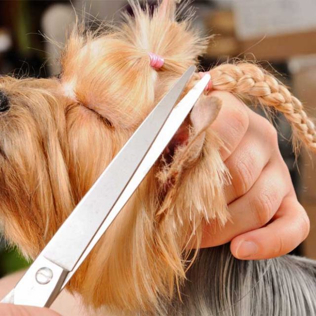 Hundefriseure