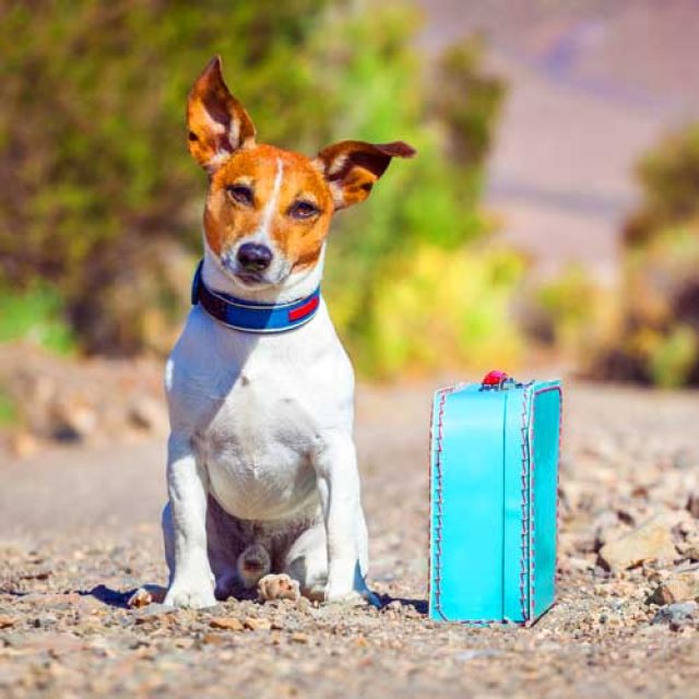 Urlaub mit Hund