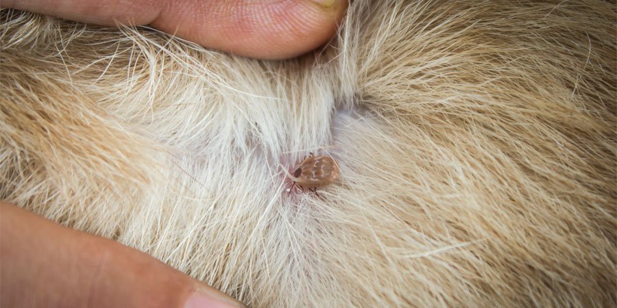 Zecken bei Hunden Alles Tiere Deutschland