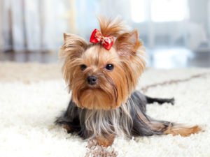 Yorkshire-Terrier