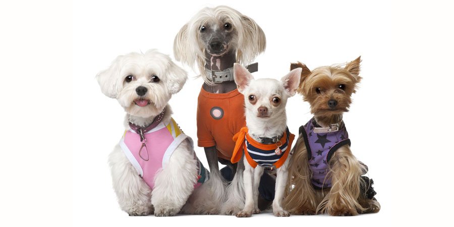 kleinehunde Alles Tiere Deutschland