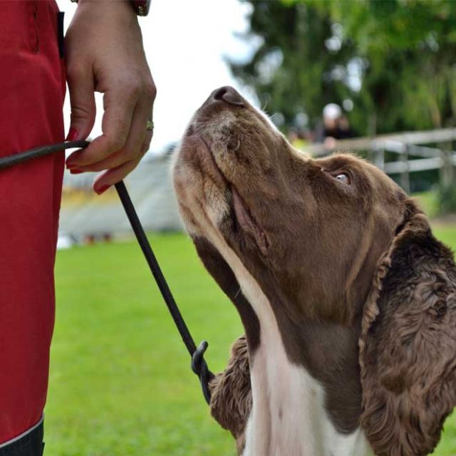 Hundeschulen