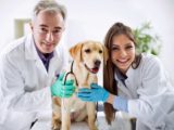 Alles Tiere Tierarzt Allgemein