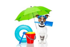 Alles Tiere Urlaub mit Hund