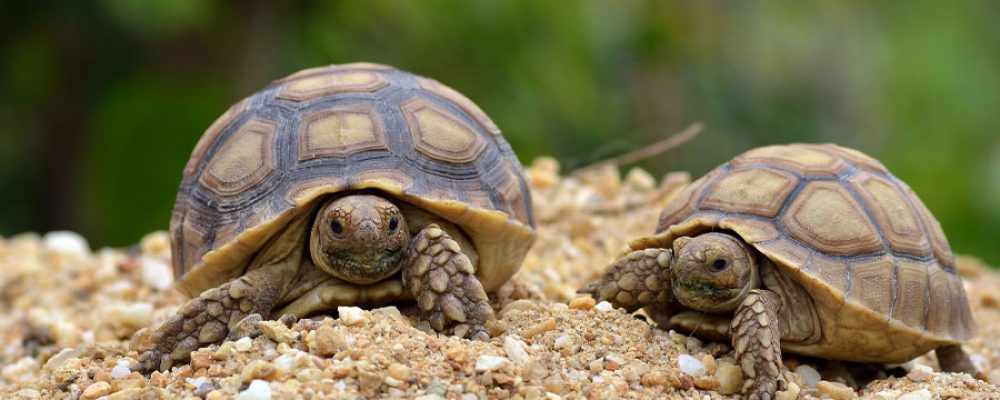 Artgerechte Haltung von Schildkröten