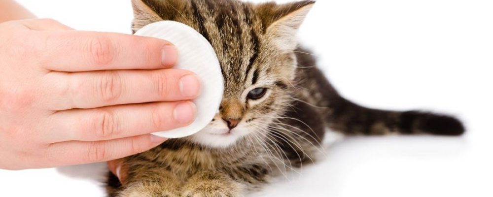 Katzenschnupfen – Behandlung und Vorbeugung