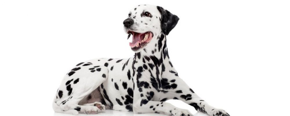 Dalmatiner, der Familienhund 