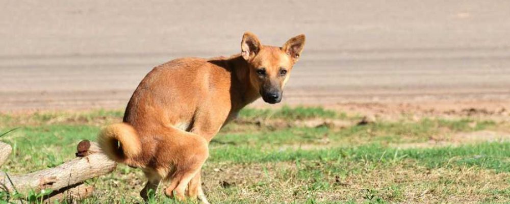 Durchfall bei Hunden – wann ist das gefährlich?